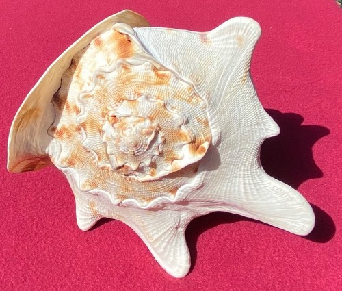 Large conch seashell length - conch,