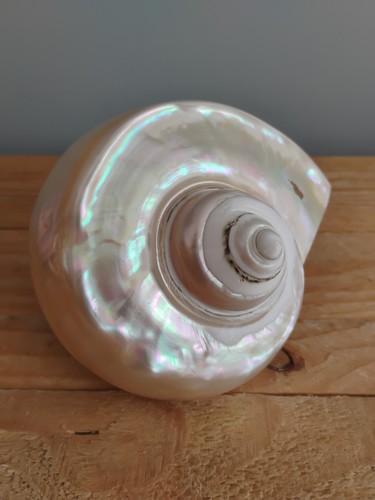 Large turbo marmoratus shell - large,