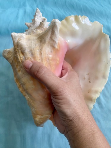 Large natural queen - natural, conch