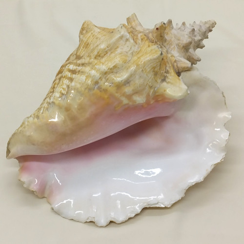 Vintage queen conch - vintage, shell