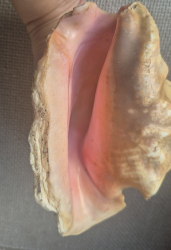 Large natural queen - queen, conch