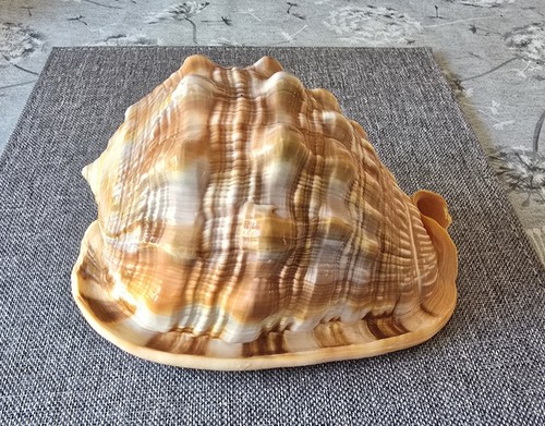 Large natural bullmouth - bullmouth, red
