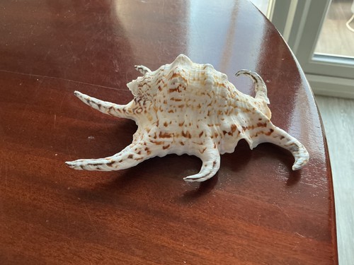 Chiragra spider conch shell - chiragra,