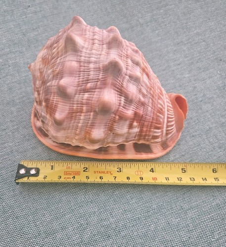 Cypraecassis rufa conch - rufa,