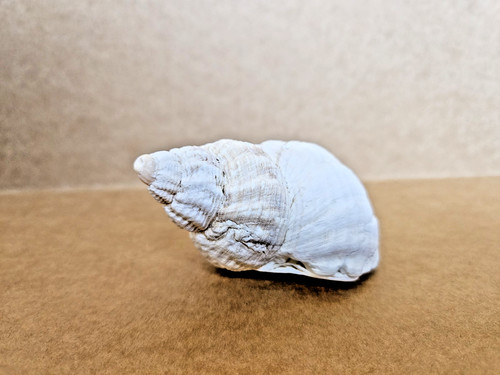 Natural seashell conch beach - conch,