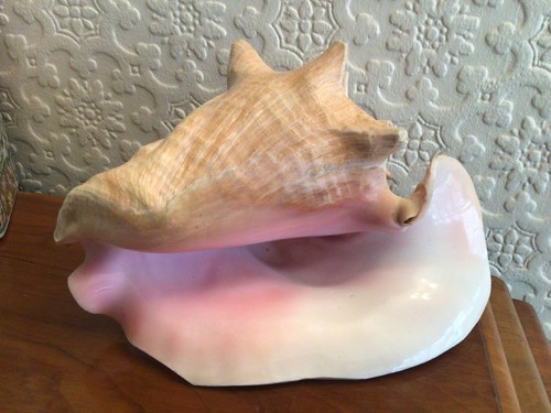 Large queen conch seashell - queen,