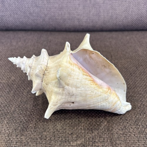 Vintage pink conch - vintage,
