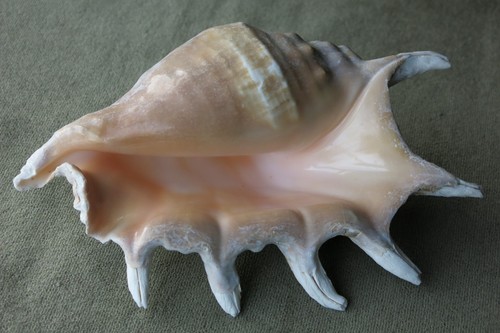 Large spider conch - spider, shell