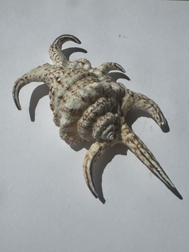 Superb chiragra spider conch - chiragra,