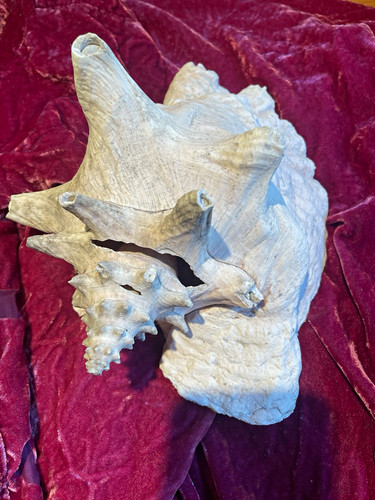 Large natural conch shell - natural,