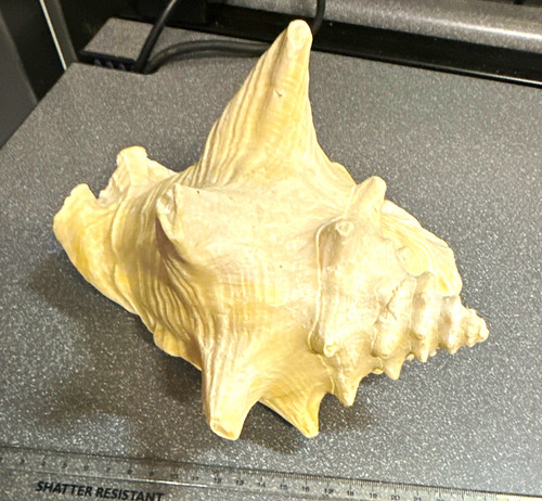 Large natural unpolished - natural, conch