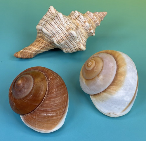 Natural sea shells striped - 3,