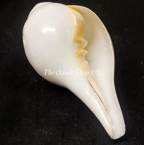 Large natural shankh sound - large,