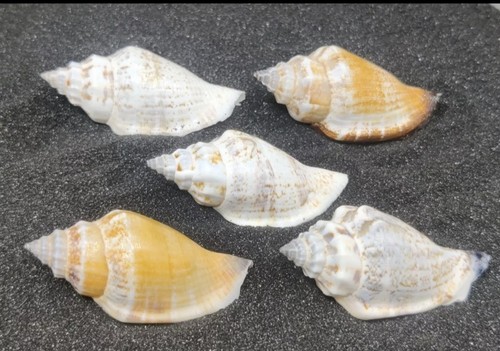 Hermit crab shells homes - crab,