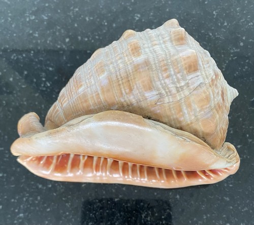 Fab large conch shell cm - 16,