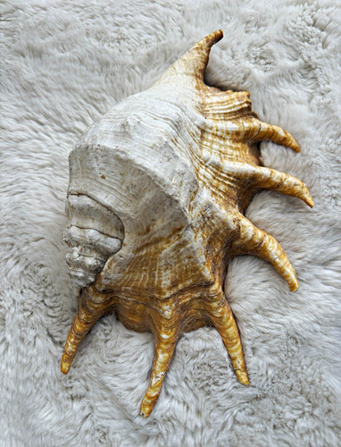 Large natural spiked conch - natural,