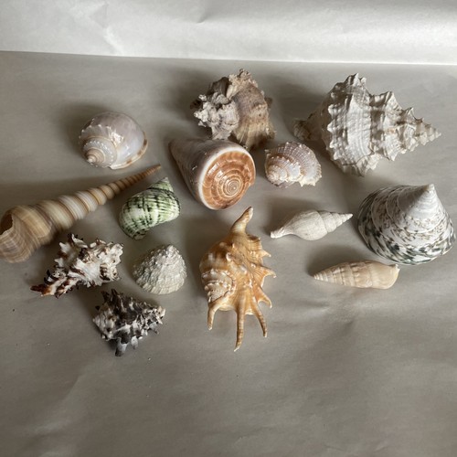 Vintage mixed sea - sea, shells