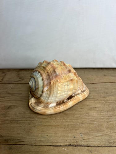Vintage conch shell seashell - conch,