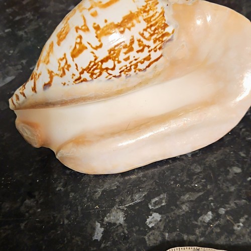 Large natural polished conch - polished,
