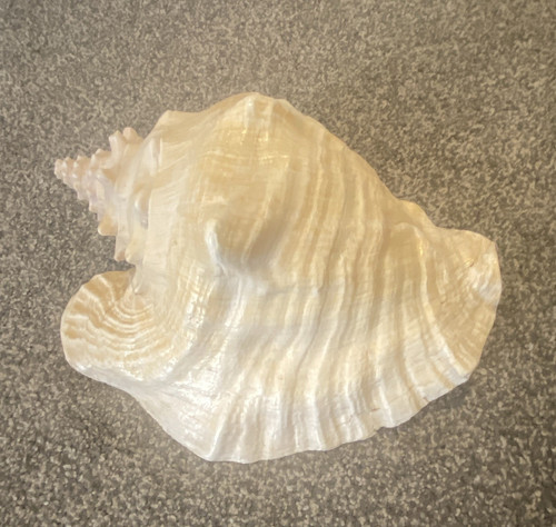 Large natural conch shell with - natural,