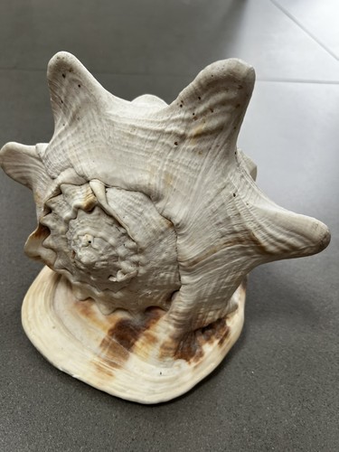 Large natural unpolished conch - natural,