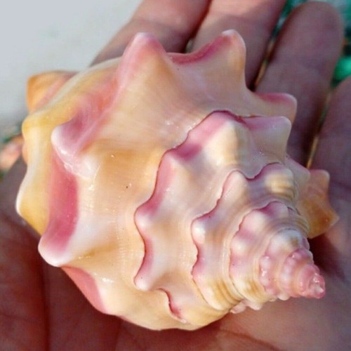 9cm conch large - 7-9cm, beach