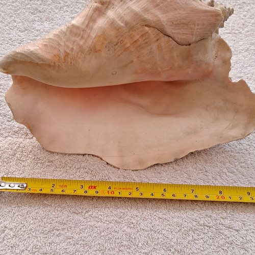 Large natural unpolished conch - natural,