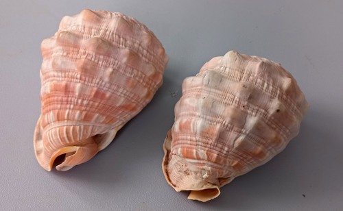 Pair natural unpolished - of,