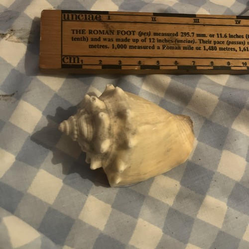Natural florida fighting conch - natural,