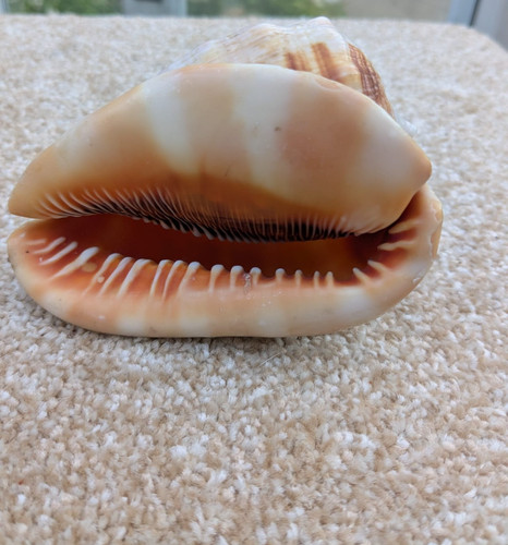 Queen conch beautiful - beautiful, medium