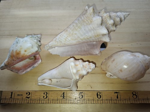 Four vintage sea - vintage, shells