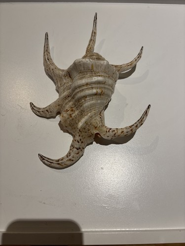 Natural spider conch sea shell - sea,
