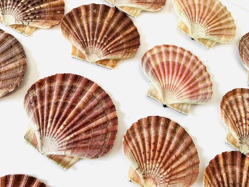 Scallop shells flat natural - scallop,