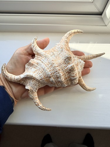 Large chiragra spider - chiragra, natural
